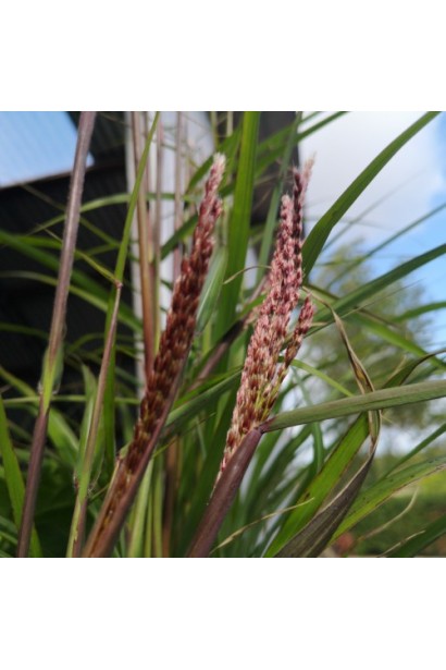 Міскантус ‘Королева Інгрід’ - сріблясто-рожеві волоті